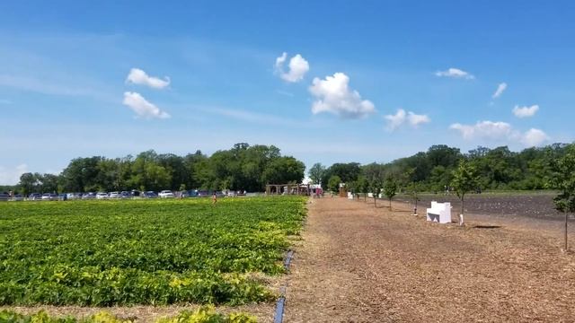 Канада. Виннипег. Клубничка