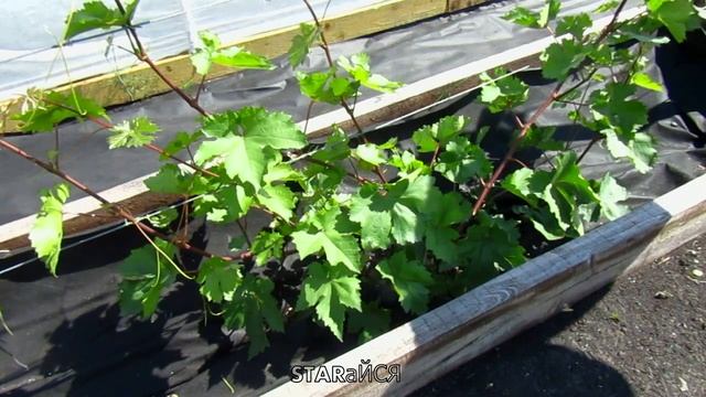 Виноград в Сибири. 30.06 обрезка пасынков..... смотреть онлайн