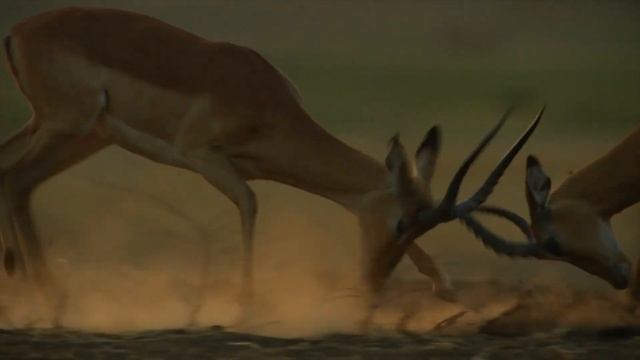 Wildlife safari in Zambia, Africa смотреть онлайн
