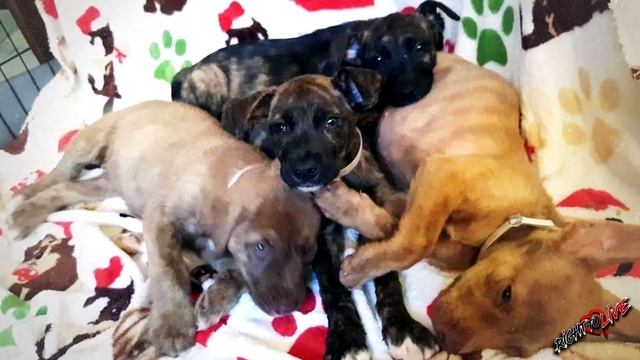 Четыре щенка попали в приют, сотрудники приюта решили, что у малышей нет... смотреть онлайн