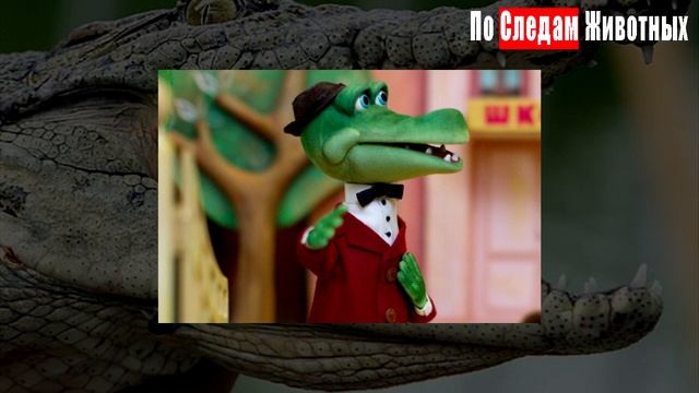 Отличия аллигатора и крокодила смотреть онлайн