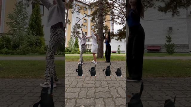 тренд с пингвинами ? #хээйпанда #пингвины смотреть онлайн
