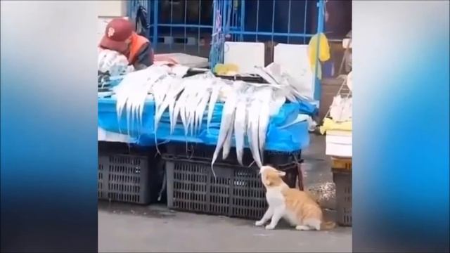 Наши любимые животные...Такие смешные😊😃😁 смотреть онлайн