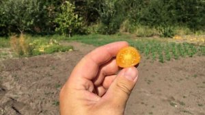 Супер урожайный томат Черри Краски F1. Собираем плоды ведрами