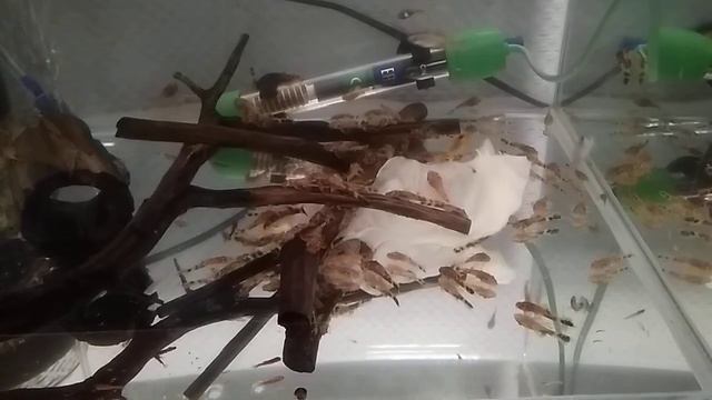 Кормление анциструсов и ампулярий свежей капустой. смотреть онлайн