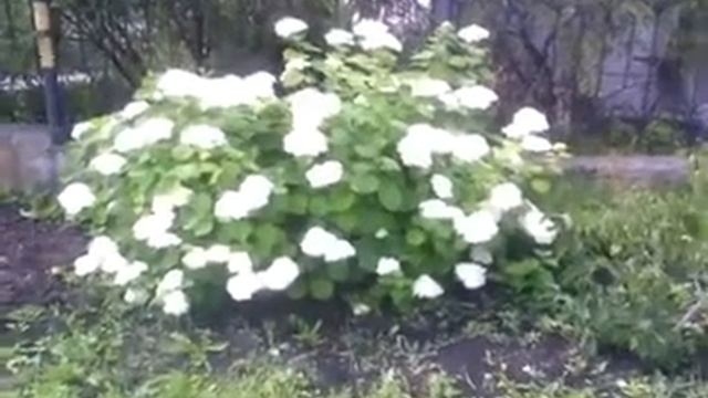 Красивые цветы часть 26 смотреть онлайн