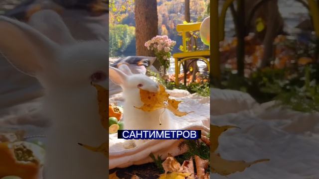 Самое популярное домашнее животное? смотреть онлайн