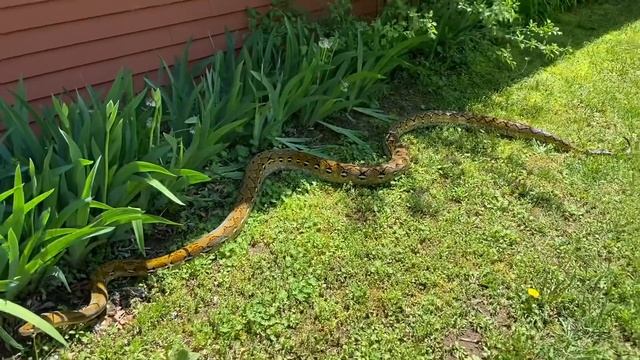 RC TRUCKS AND MY RETICULATED PYTHON!!! ERIC CHAMBERS смотреть онлайн