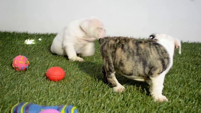 BULLCANES English Bulldog Breeder - Donough - Petunia смотреть онлайн