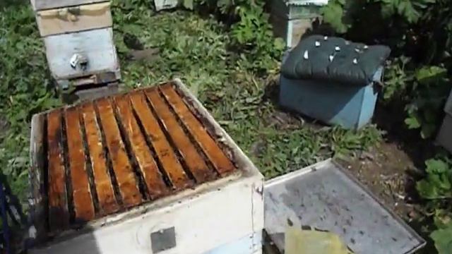 что делать, если в семье пчел, в июле месяце расплод есть, и в корпусе, и в магазине смотреть онлайн