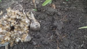 ЭТОТ ЛУК ДОЛЖЕН РАСТИ В КАЖДОМ САДУ ЛУК СУВОРОВА