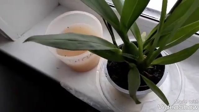 #2Орхидея КАМБРИЯ . Уход и первичная обработка .Орхидея Мукала)))) смотреть онлайн