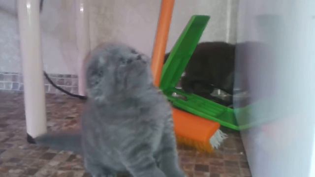 Копия видео Шотландская плюшевая кошечка (фолд) смотреть онлайн