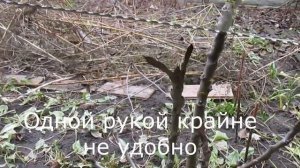 Груша колоновидная.  Обрезка груши 1год.