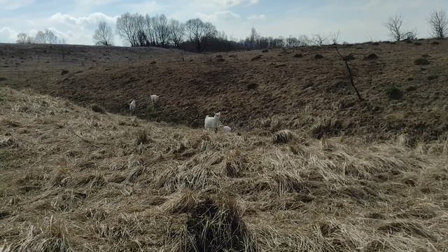 Козы первый раз на улице.Игрушечный козёл.,,Почему не кастрируете и не берёте с собой всех козлов" смотреть онлайн