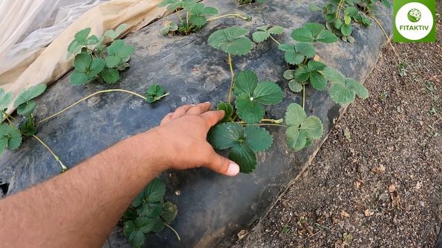 Три основных правила по выращиванию НСД или рем клубники. смотреть онлайн