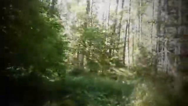 Echo-ES -Forest after the rain ...(only JP8080) смотреть онлайн