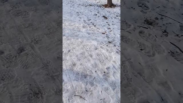 Прогулка по парку. 19.11.2023. Иркутск. смотреть онлайн