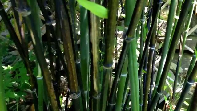 My Bamboo Garden With Black Bamboo / How To Grow A Bamboo Plant
