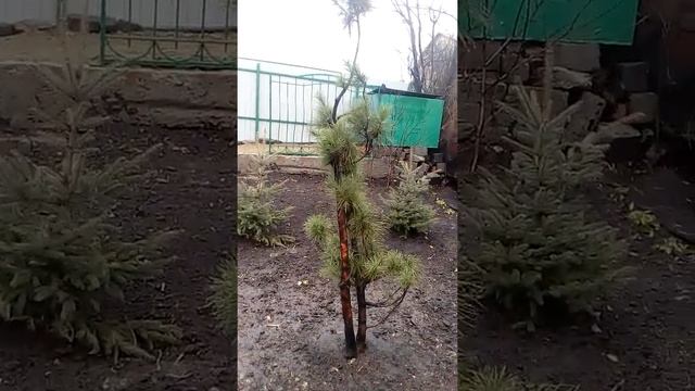 Мои хвойные посадки. смотреть онлайн