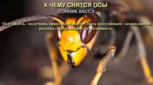 К чему снятся осы. Сонник Хассэ. Толкование снов.