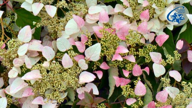 Climbing Hydrangea, Japanese Hydrangea vine - queens of the shadow смотреть онлайн