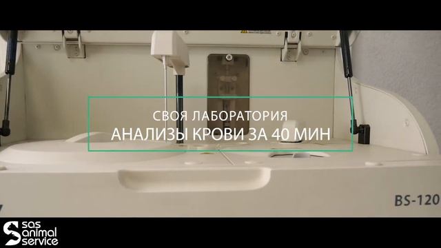 Срочные анализы крови собаке или кошке - сделаем за 40 минут смотреть онлайн