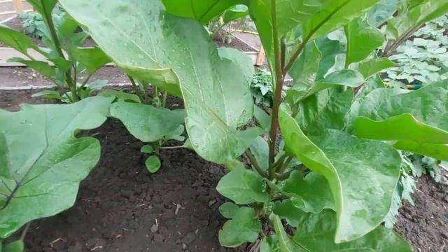 ВЛОГ: Что-то странное происходит у мамы / Готовка / Огород / Будни смотреть онлайн