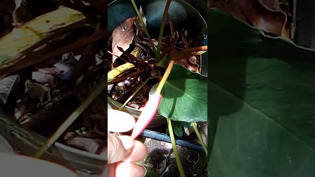 Mis anturios смотреть онлайн