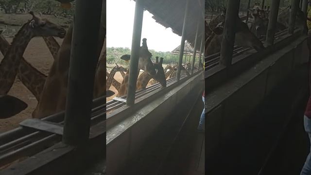 Сафари парк в Тайланде. смотреть онлайн