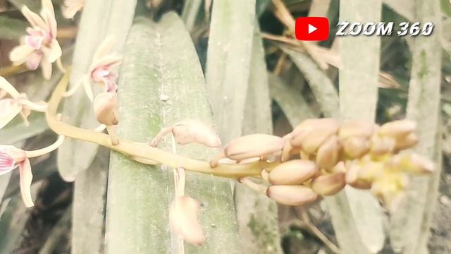 Shillong/nepal //Sunakhari 🌼orchid Flower सुनाखरी फुल🌼💐🌸🌼 смотреть онлайн
