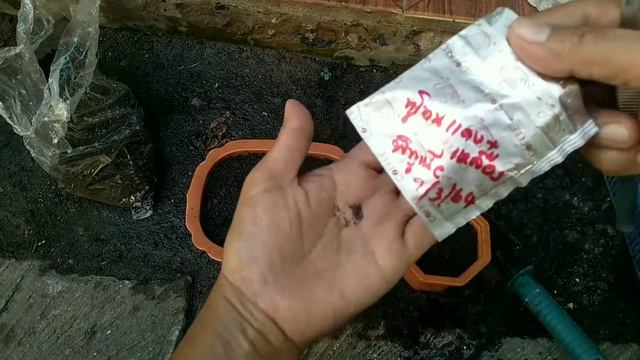 การเพาะพิทูเนีย แบบควบคุวบแน่นในกล่องโฟมงอกดีทุกเมล็ด