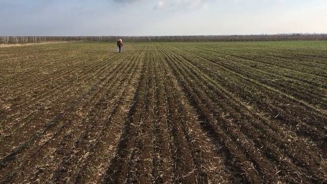 Обработка от злаковых сорняков в посевах чеснока смотреть онлайн