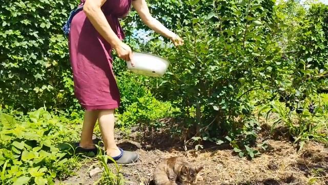 Ирга. Мне очень понравилась. ПОсадите. Не пожалеете.