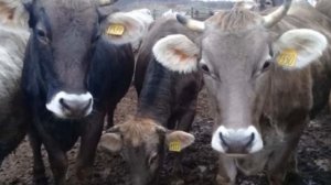 Разведение Костромской породы коров как бизнес идея | КРС | Костромская корова