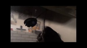 Замена лобового стекла Volkswagen T5