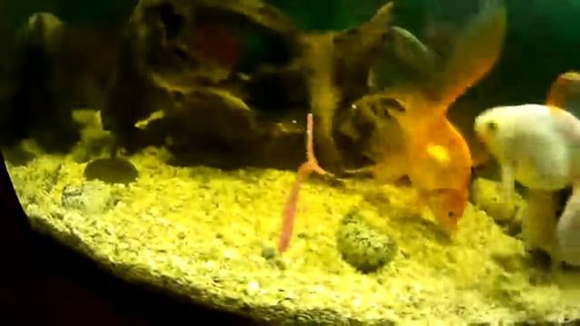 Игра приманки Mad Wag под водой. смотреть онлайн