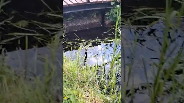 Приютино, Искусственный пруд #природа #музей #ленобласть #приютино смотреть онлайн
