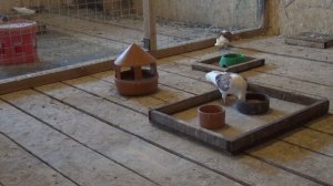 Фоспренил для формирования иммунитета голубей после вакцинации