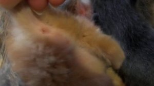 Как определить пол новорожденного котёнка