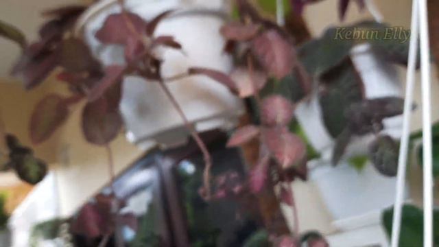 Murah & Cantik Episcia sp. | Propagasi & Perawatan - EP 11 смотреть онлайн