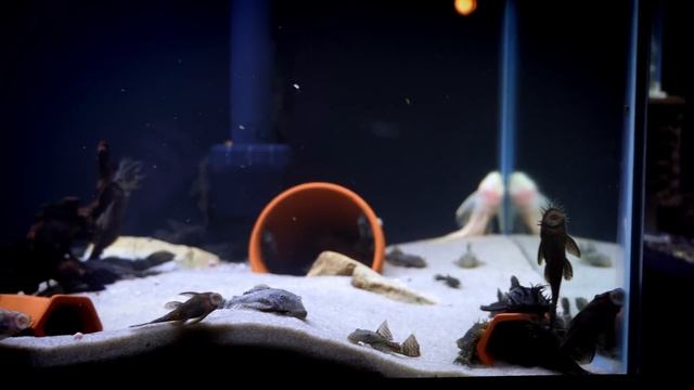 How To Save Money on Aquarium Fish Caves смотреть онлайн