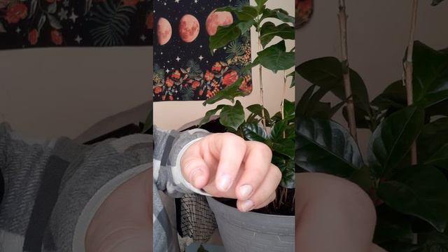 Dark brown spots on coffee plant. Why? смотреть онлайн
