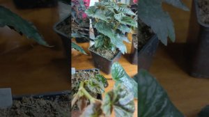 Бегония растет в один ствол .