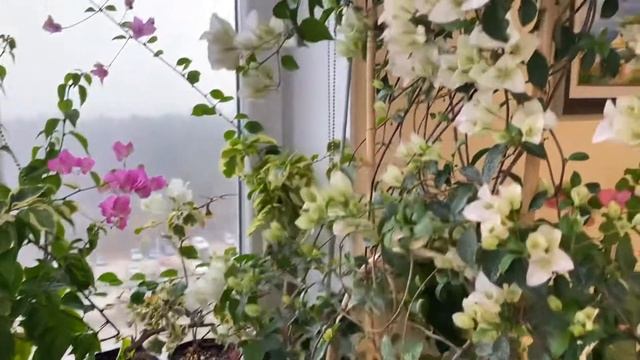 Бугенвиллия цветение дома осенью bougainvillea bloom смотреть онлайн