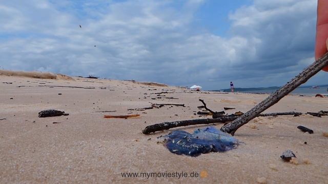 PORTUGUESE MAN OF WAR – MAN O' WAR – JELLYFISH смотреть онлайн
