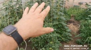 Огурцы в Помидорной теплице. Почему можно и нужно сажать огурцы вместе с помидорами.