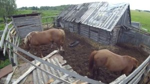 Живу как хочу/Конь- Маньяк-Насильник и бедная несчастная Лошадь-Кобылка/ Спариваются в загоне!