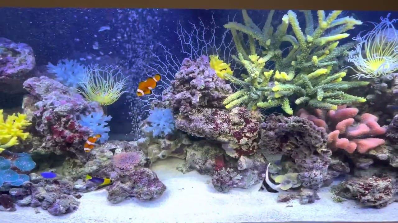 Яркое оформление в категории «рыбное море» смотреть онлайн