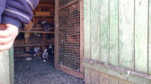 ГОЛУБИ НИКОЛАЕВСКИЕ  )У ДЕДУШКИ